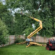 How Our Tree Care Process Works  in  Clemmons, NC